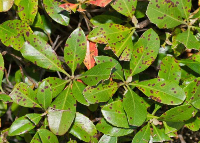 Bacterial Leaf Spot