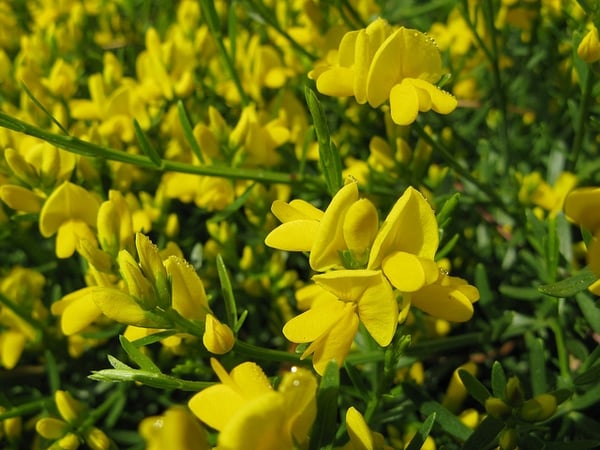 lydian broom