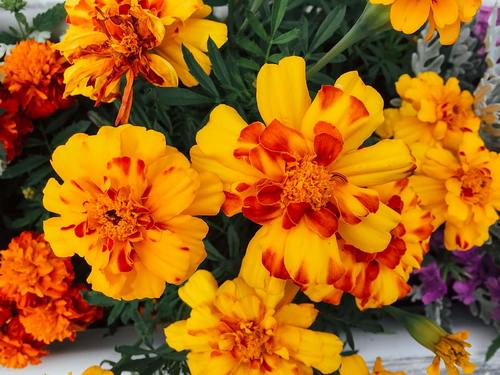 marigolds