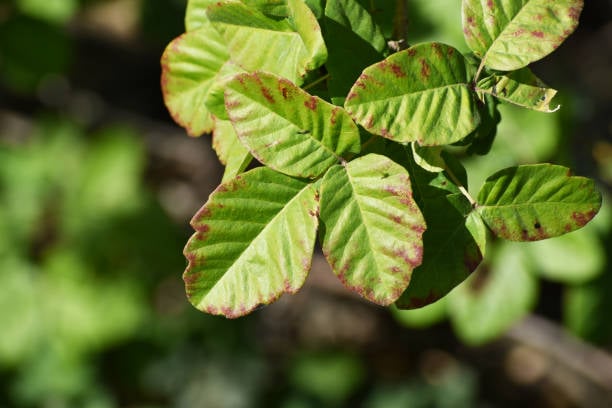 Poison Sumac