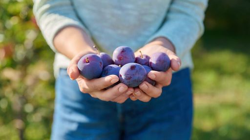 Best Plums to Eat Raw?