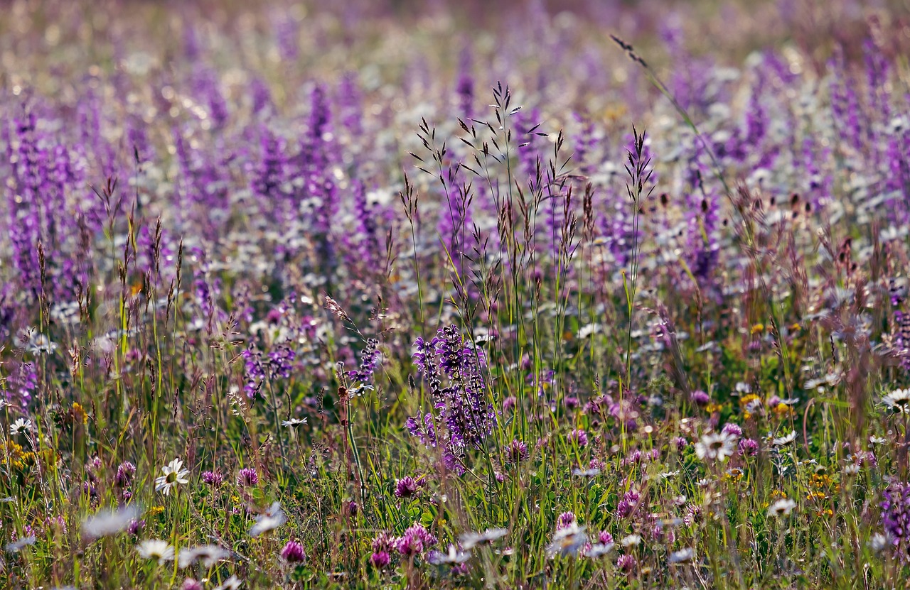 What to Plant with Salvias