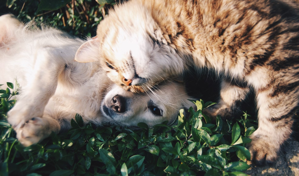 Ant-Proofing Your Pet's Food: Keeping Ants Away From Pet Bowls