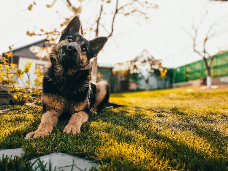 Growing Pet-Friendly Berries in Your Backyard