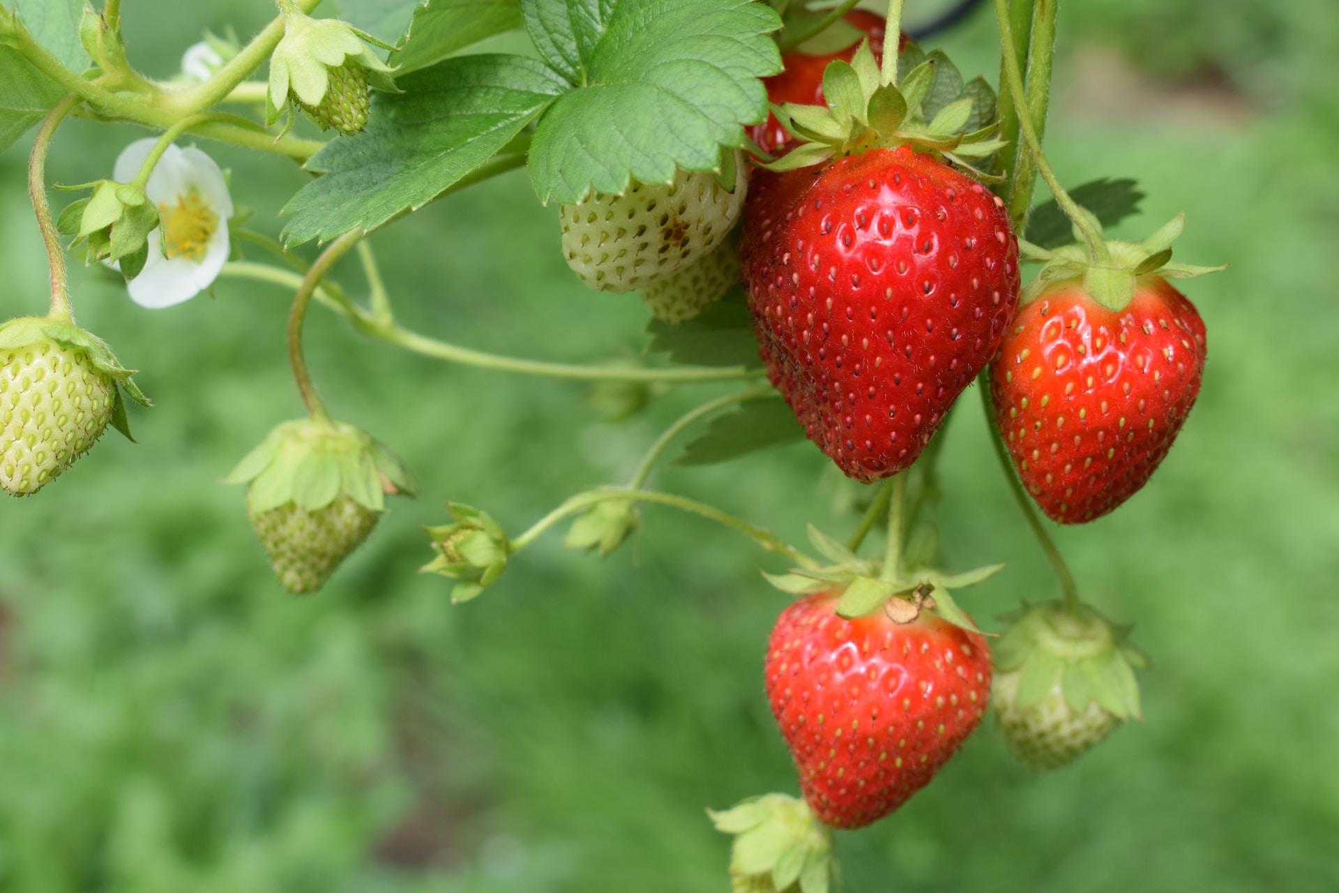 Tips and Tricks for Growing Great Strawberries